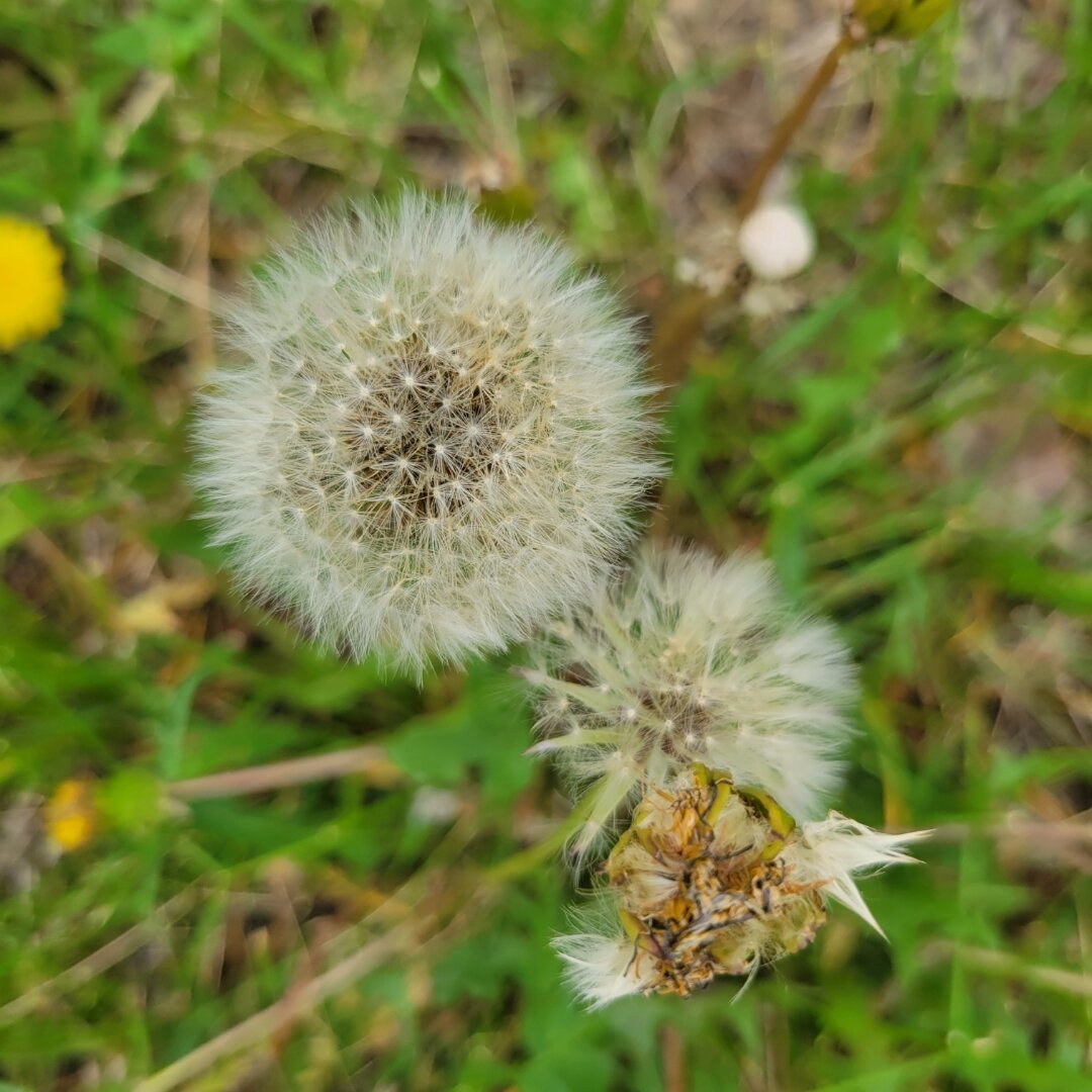 Close-up of dandelion seed heads in a grassy field. One fully formed, fluffy white spherical seed head is prominently displayed at the top, while below it is a partially dispersed dandelion head showing the yellowish-brown base with some remaining white seeds still attached. A hint of yellow flowers can be seen in the blurred green background.