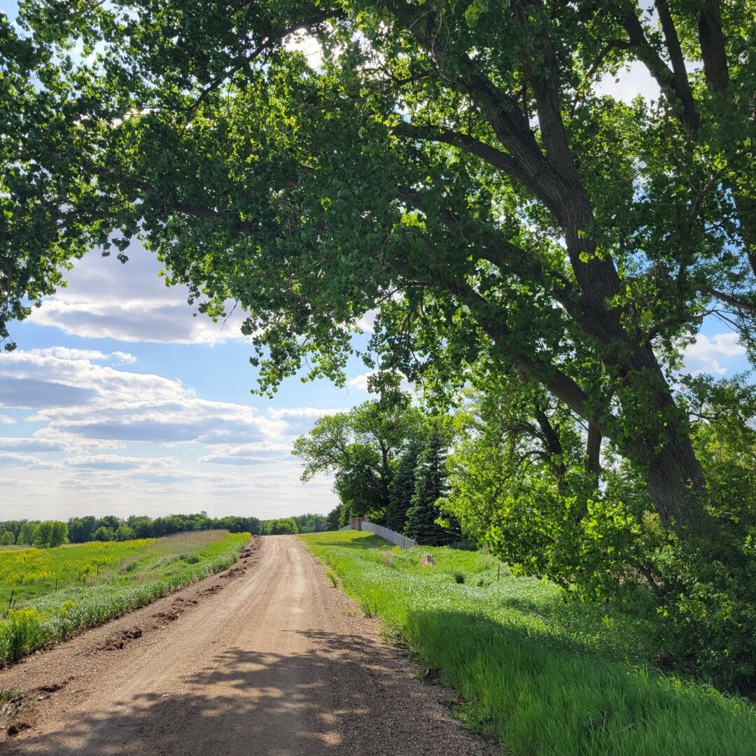 A dirt road stretches into the distance through rural farmland, flanked by lush green fields and crops. A large tree with full summer foliage creates natural shade over part of the road, while puffy white clouds drift across a blue sky above the pastoral landscape