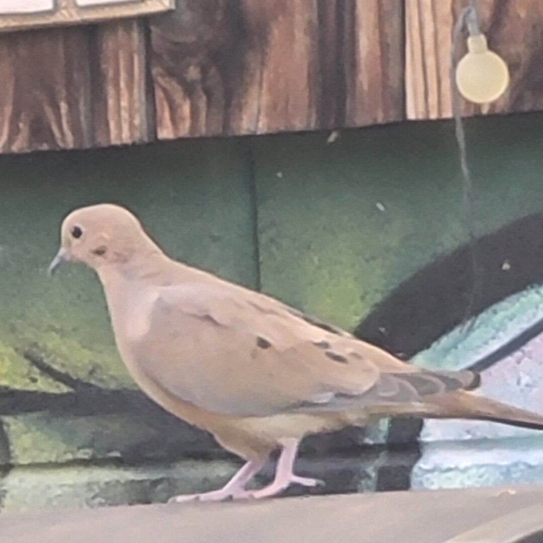 A mourning dove perched on a wooden deck railing, with soft tan and grayish-brown plumage marked by dark spots on its wings. The bird stands in profile against a weathered green painted deck and wooden fence backdrop, with a hanging light fixture visible in the background.