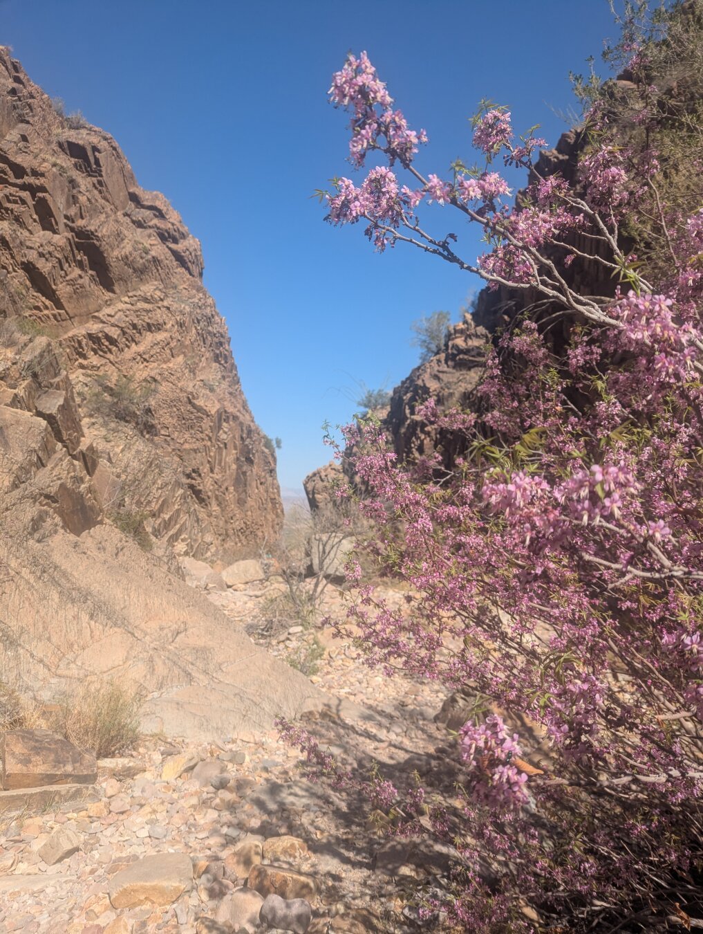 Pink blooms on a tree at the end of the window trail.
