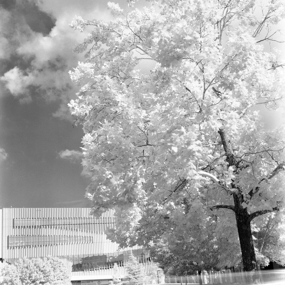 infrared photo with large sycamore tree in foreground, modern library building in background