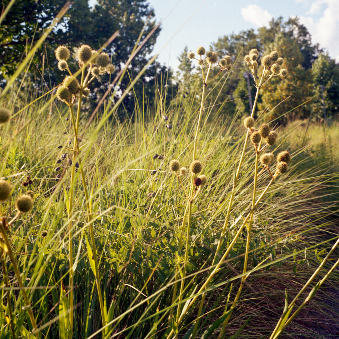 wild grass in bright sun