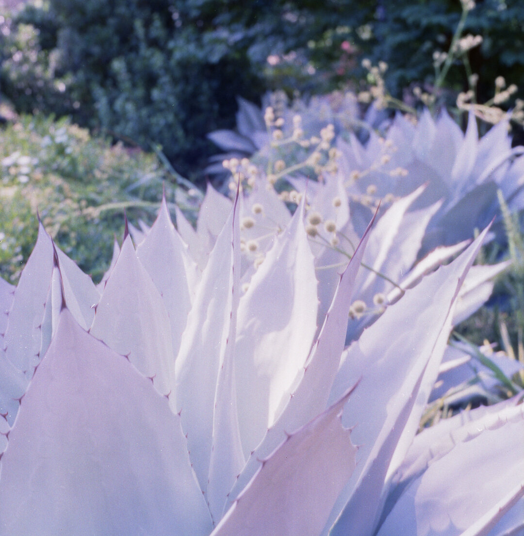 agave plants in midday sun