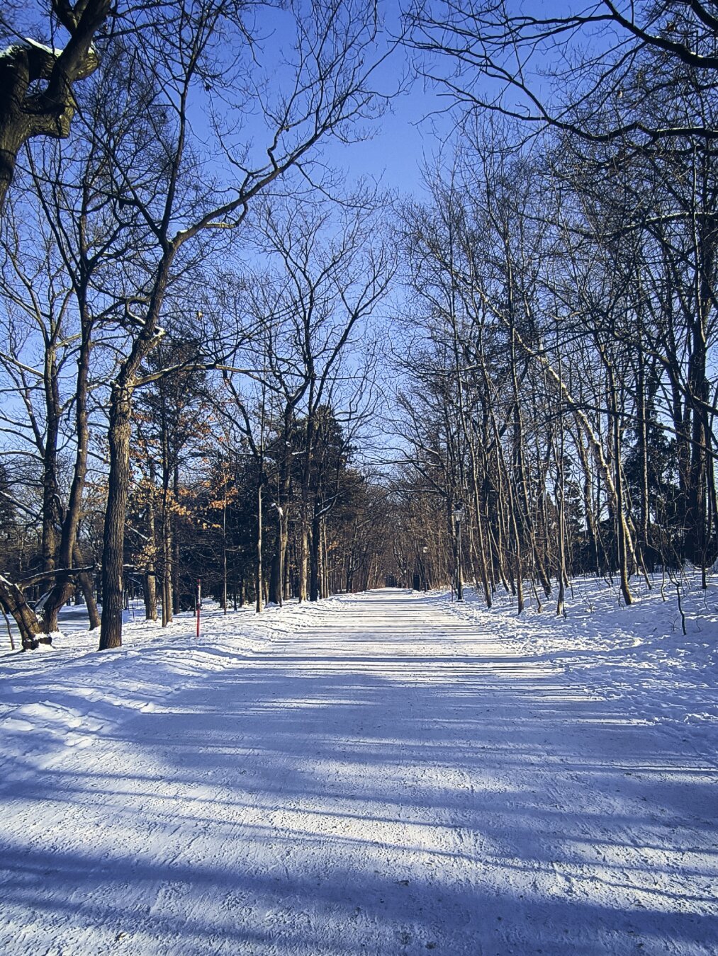 Entrada al parque de Bois-de-Coulonge por un sendero peatonal cubierto de una capa de nieve dura, arbolado a los lados en un día soleado de invierno.