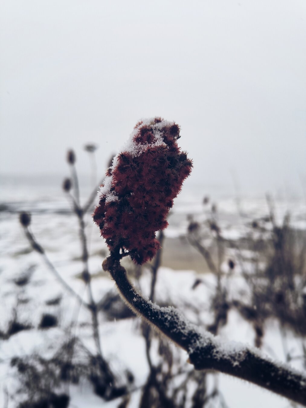 Ignoro el nombre de esta planta que conserva su tono rojo y su textura aterciopelada en invierno. Aquí en primer plano con un dejo del río congelado al fondo.