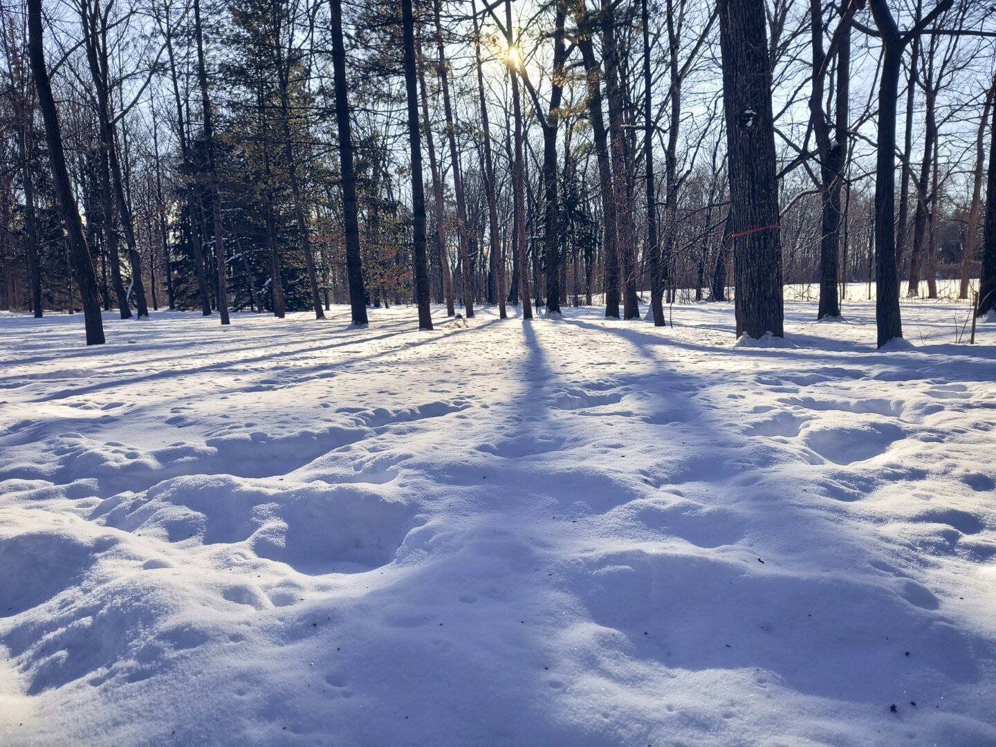 Grupo de árboles deshojados en invierno sobre un campo cubierto de unos 10 o 15 cm de nieve a media tarde. El sol pareciera encontrarse entre los árboles.