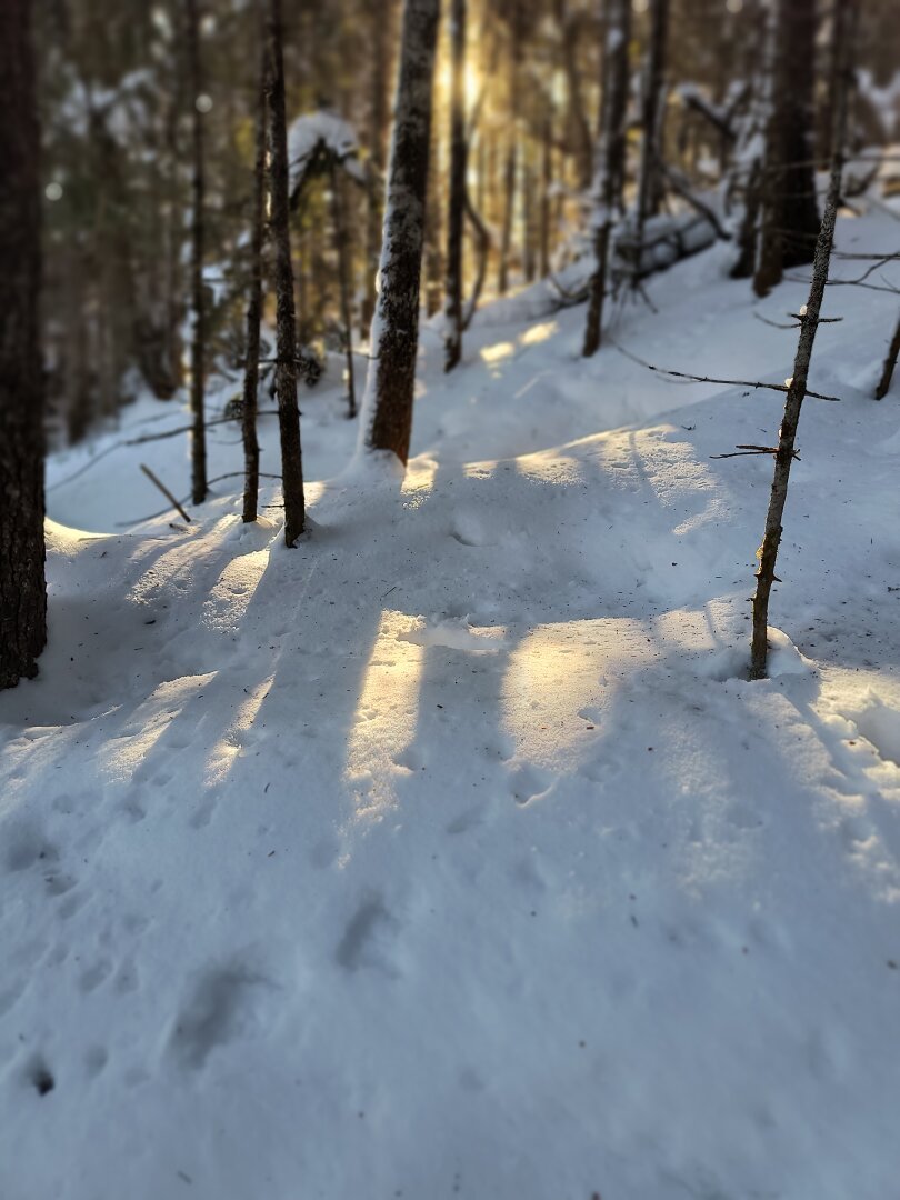Acumulación de nieve crujiente en la montaña de la que salen puntas de  ramitas y pequeños árboles deshojados en invierno. Al fondo se percibe un grupo de árboles más grandes con el sol escondido entre las ramas proyectando luces tenues sobre la nieve.