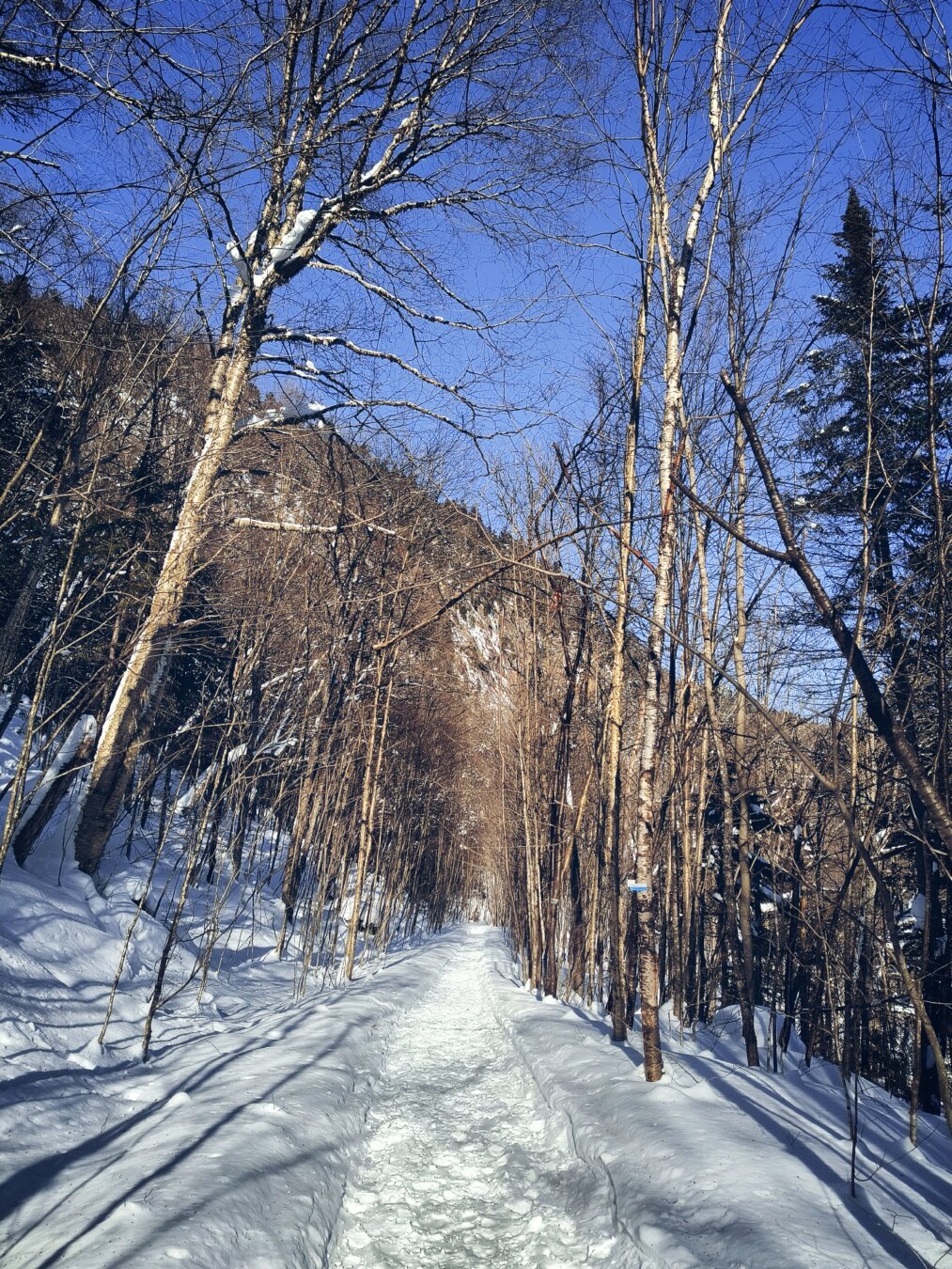 Camino peatonal nevado en la montaña lleno de huellas sobre la nieve enmarcado de árboles deshojados.