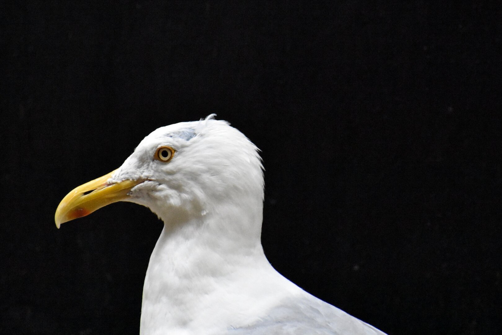 Color profile of an adult seagull against a black background of shadow.