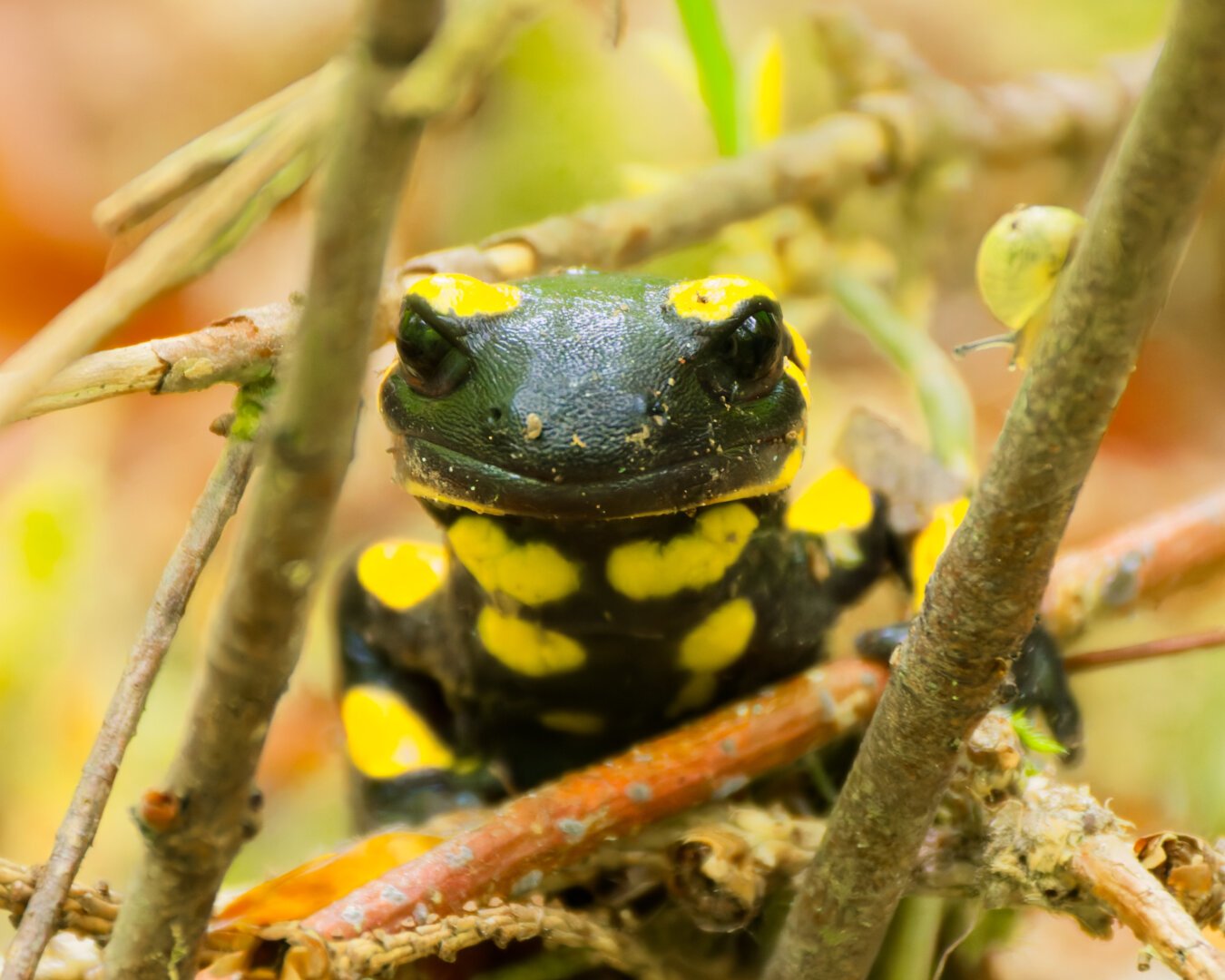 A fire salamander il looking through some branches