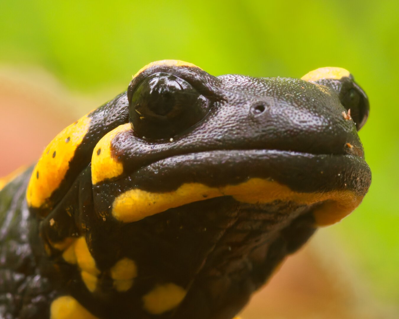 Close Portrait of the fire salamander 
Iris in the eye visible