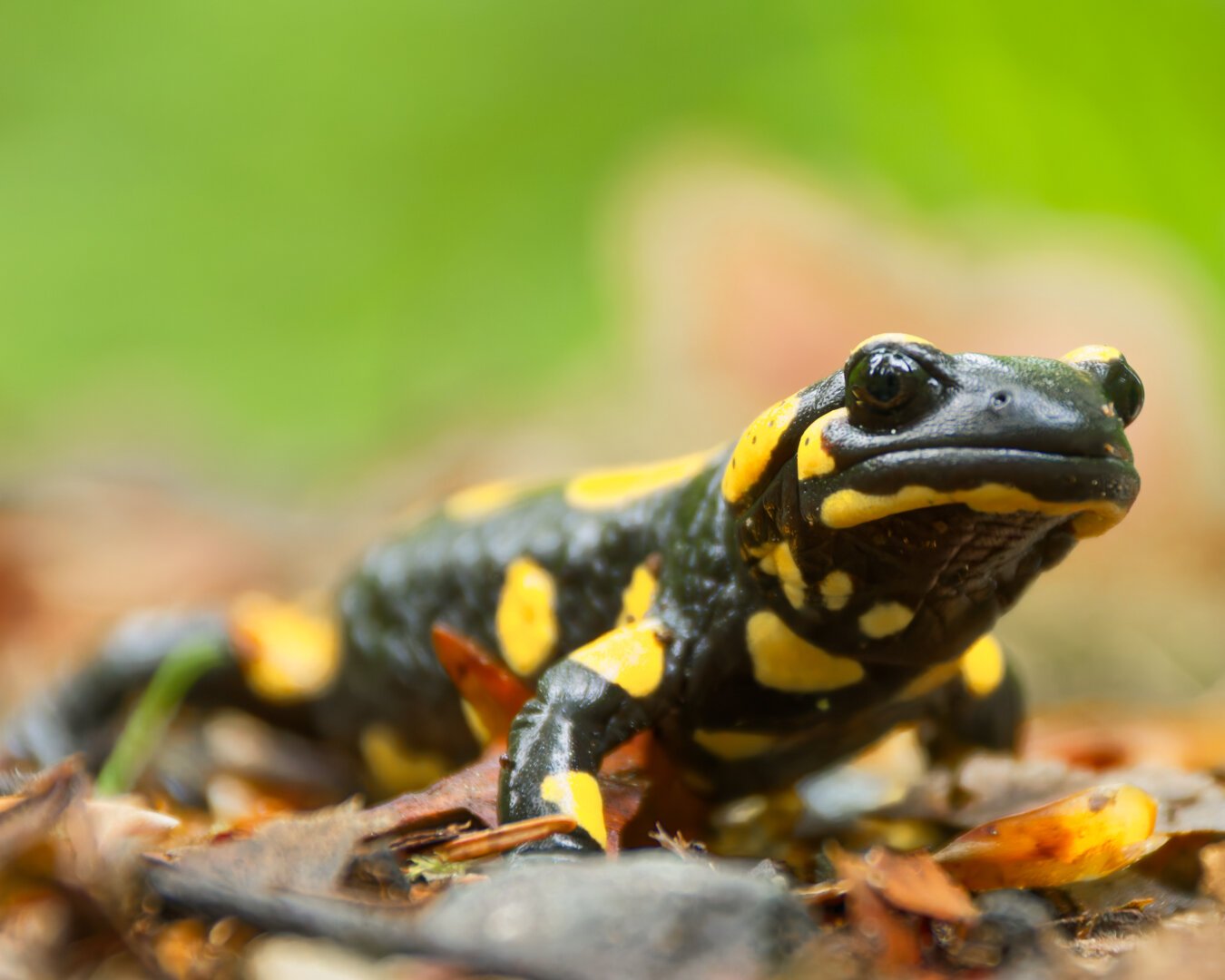 A fire salamander is looking at you