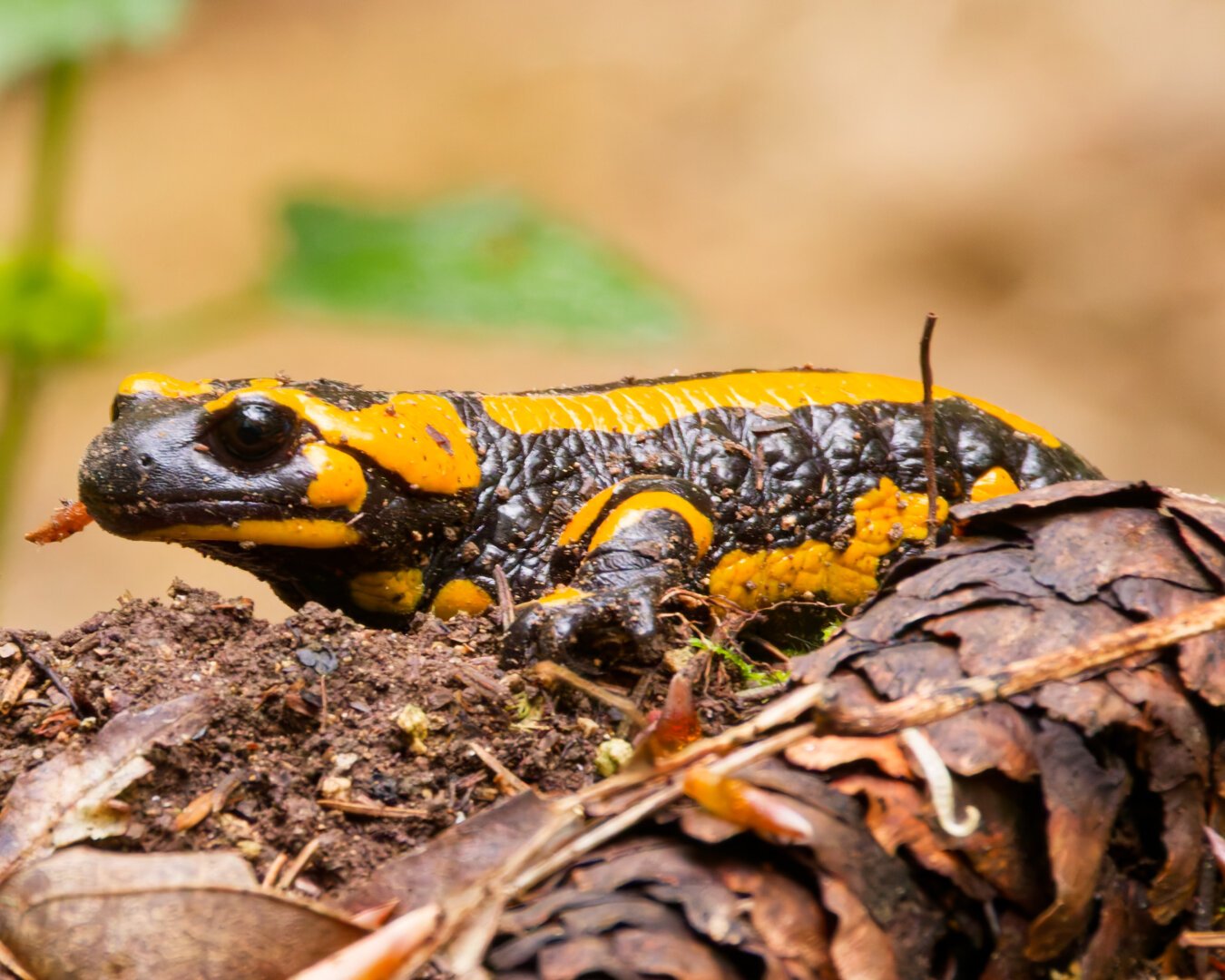 Side view of a fire salamander
In the front a sproce cones