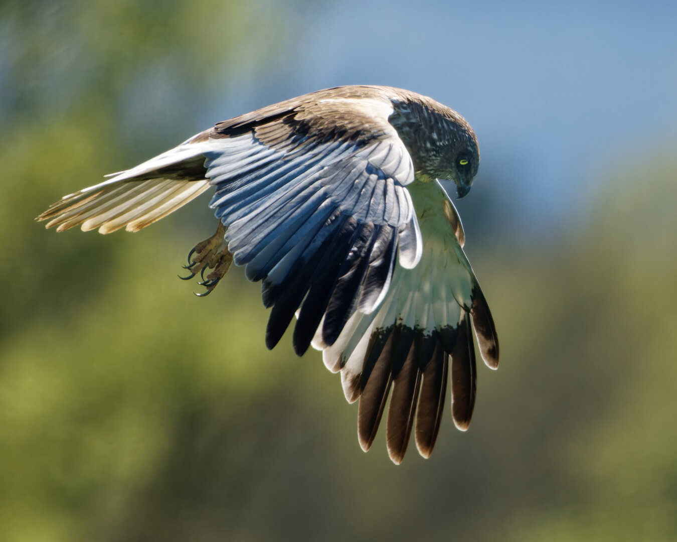 A male marsh harrier is hovering in search for food...