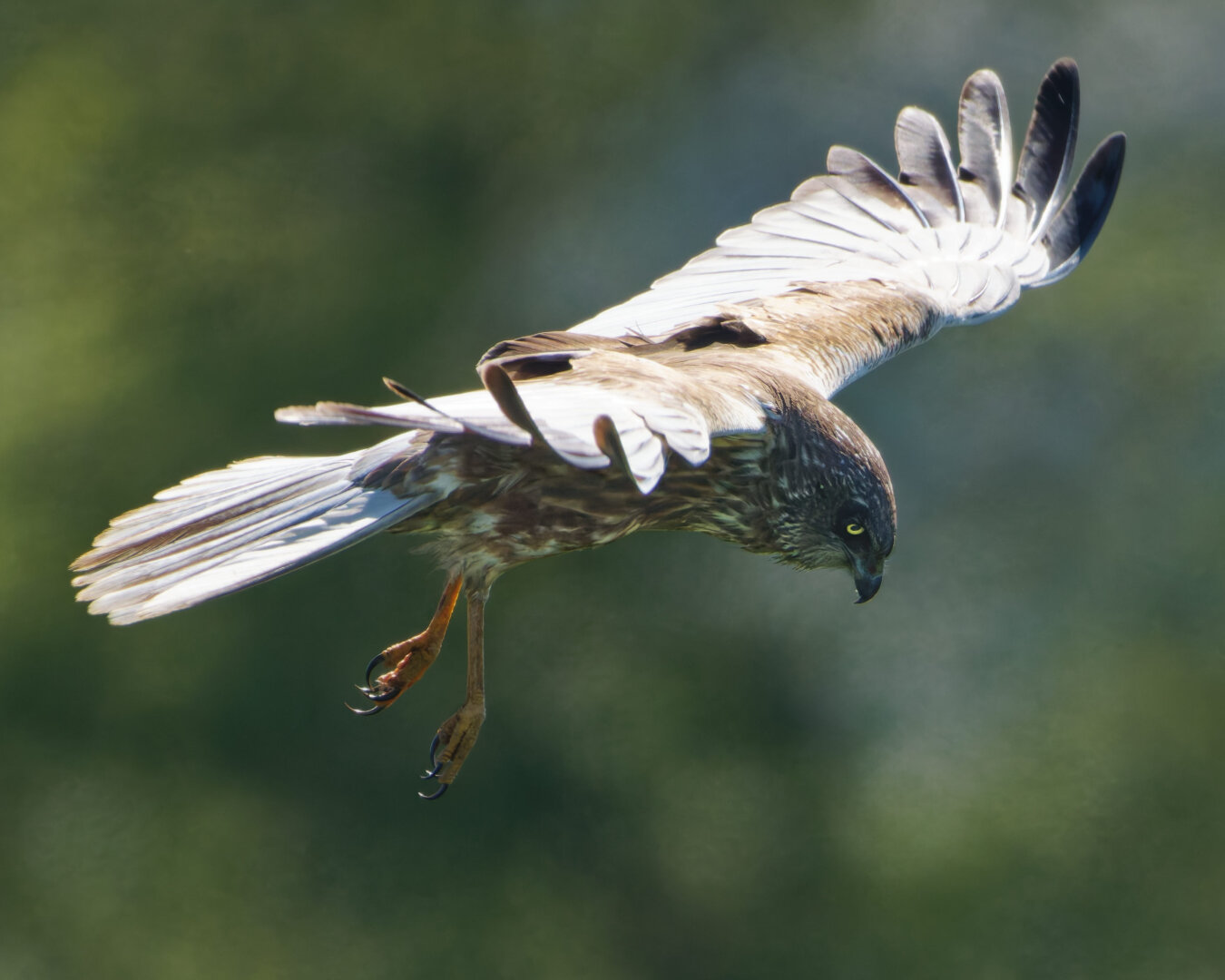 ...typical they often let ther legs hang low while scanning the ground