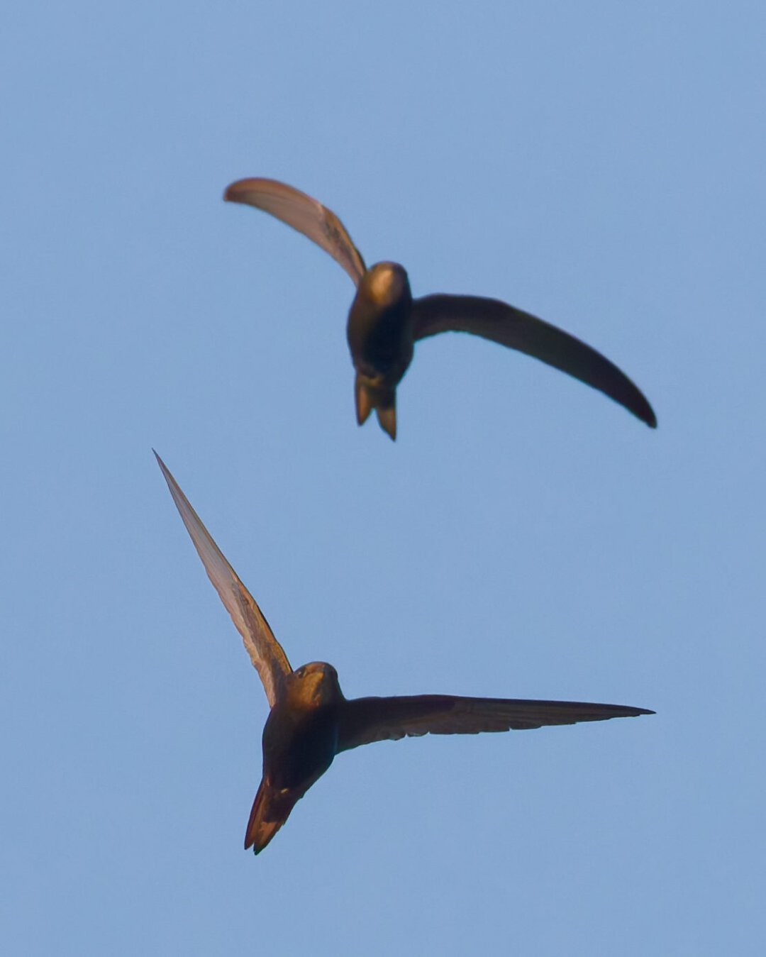 Two swifts are flying towards you