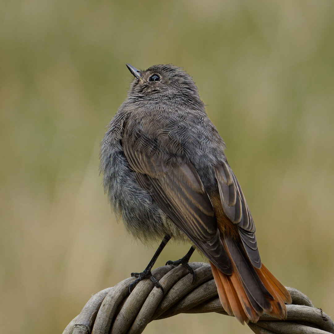 A young Black redstart sits on the handle of a wicker basket and looking up
Waiting to get some food from it's parents