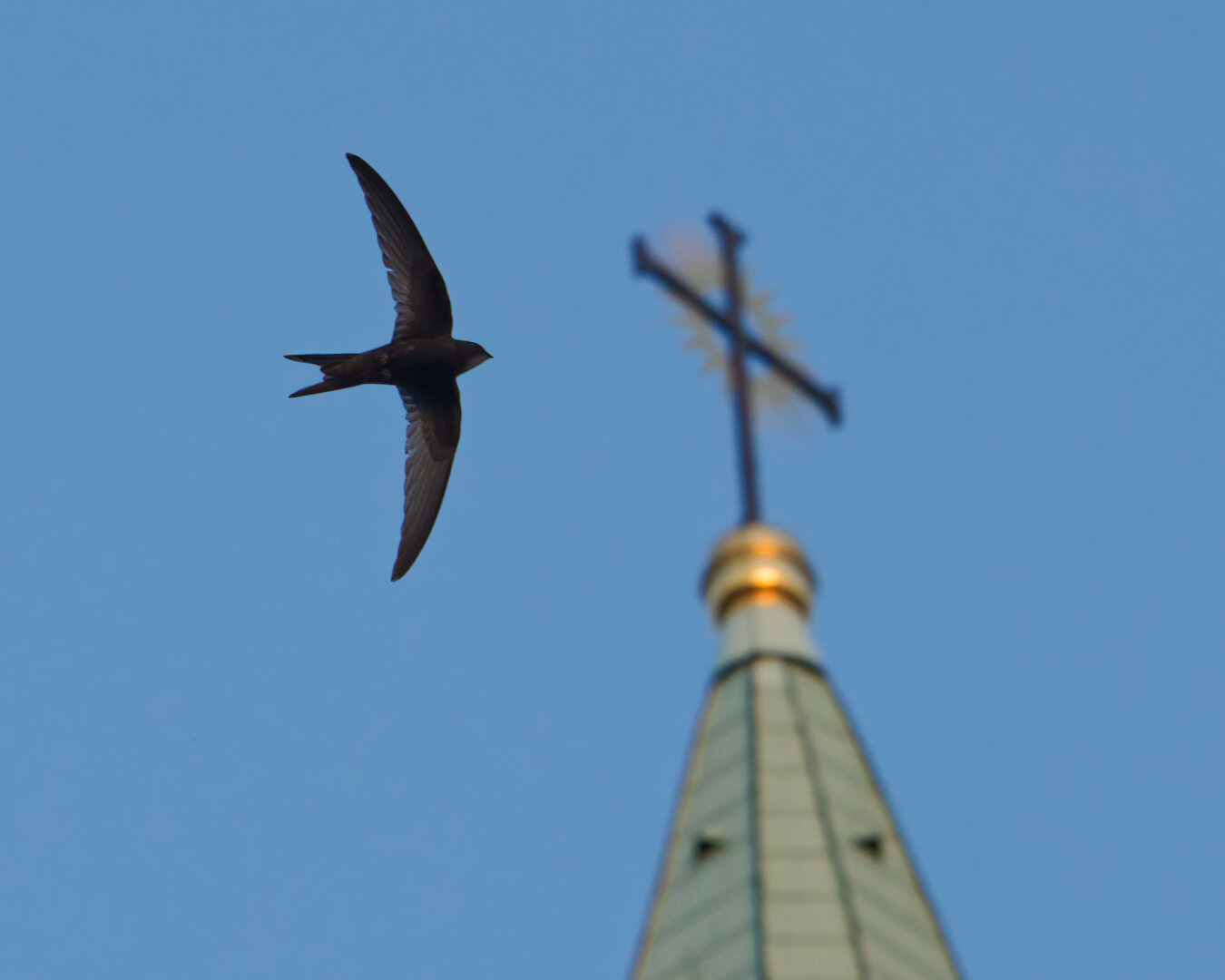 A swift flies past the top of a church tower, where a cross stands, with its wings held vertically.