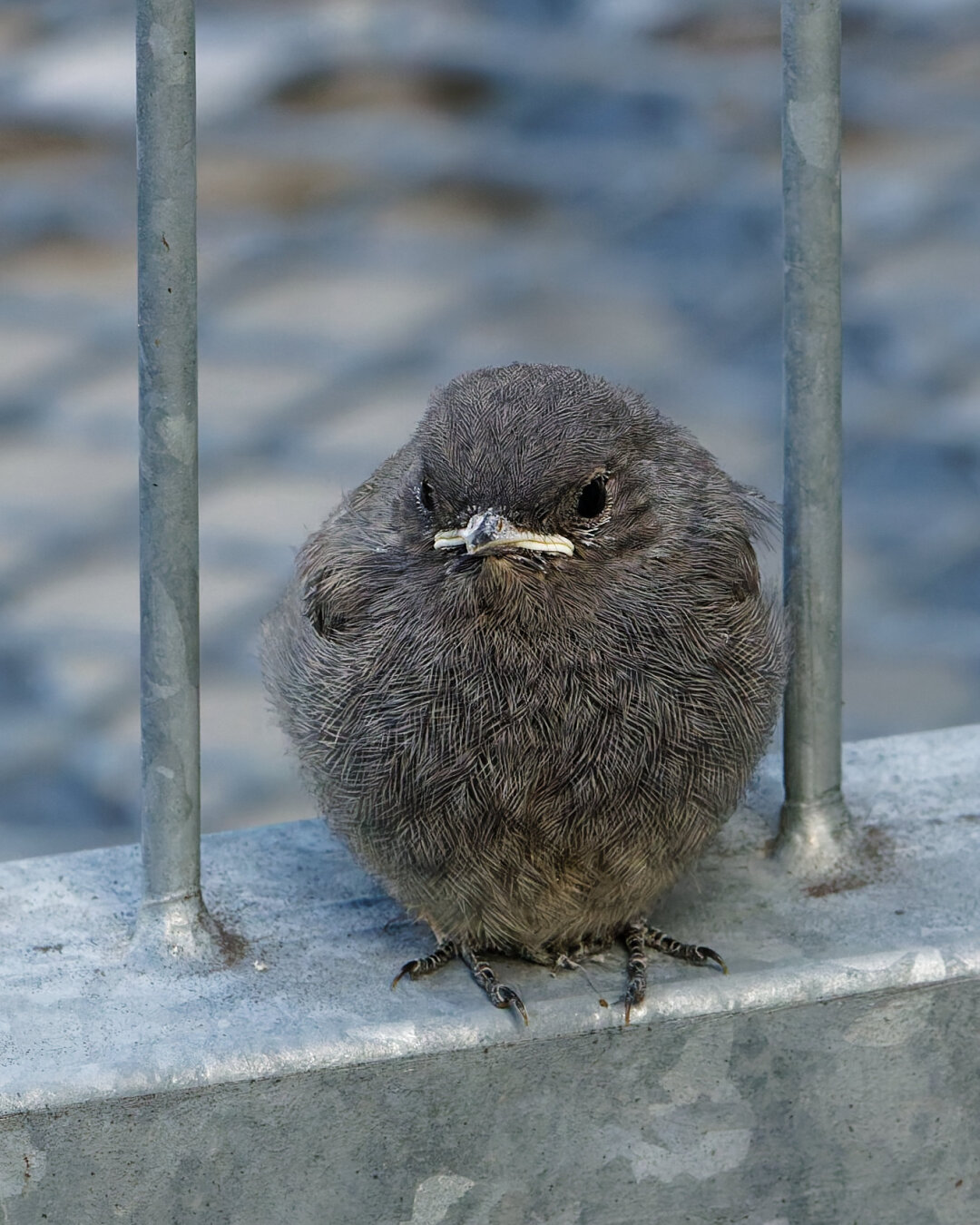 A young redstart is perched on a grey galvanised steel door; in the background is a grey iron grille in a diamond shape.
Its grey plumage allows it to blend in well with its surroundings.