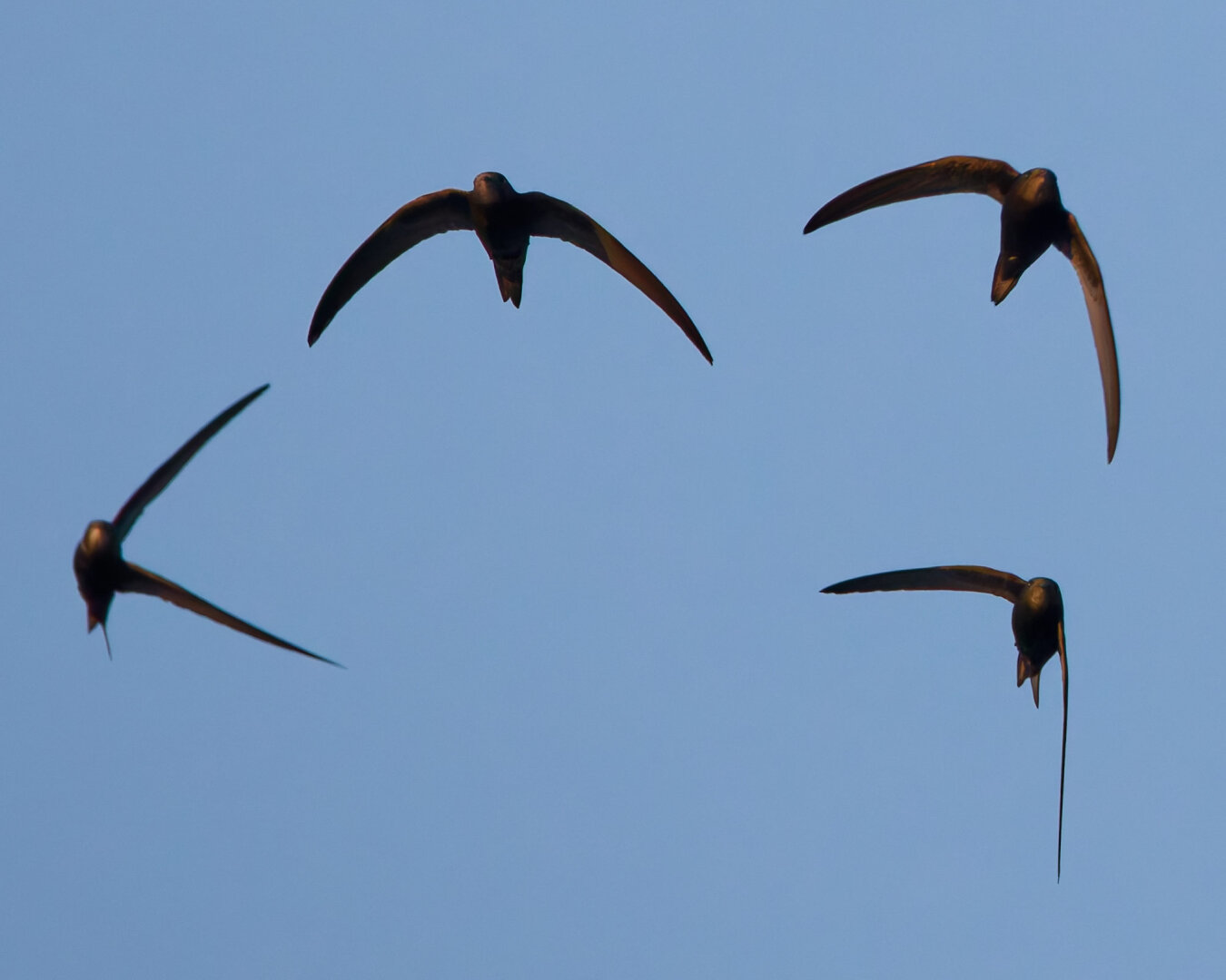Now there are four swifts almost building a frame with it's wings