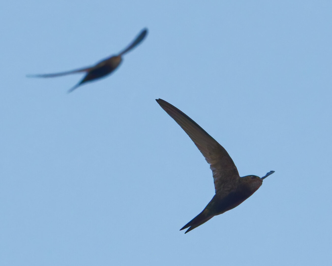Two swifts flying from left to right
The one one the left is a little bit back and out of focus