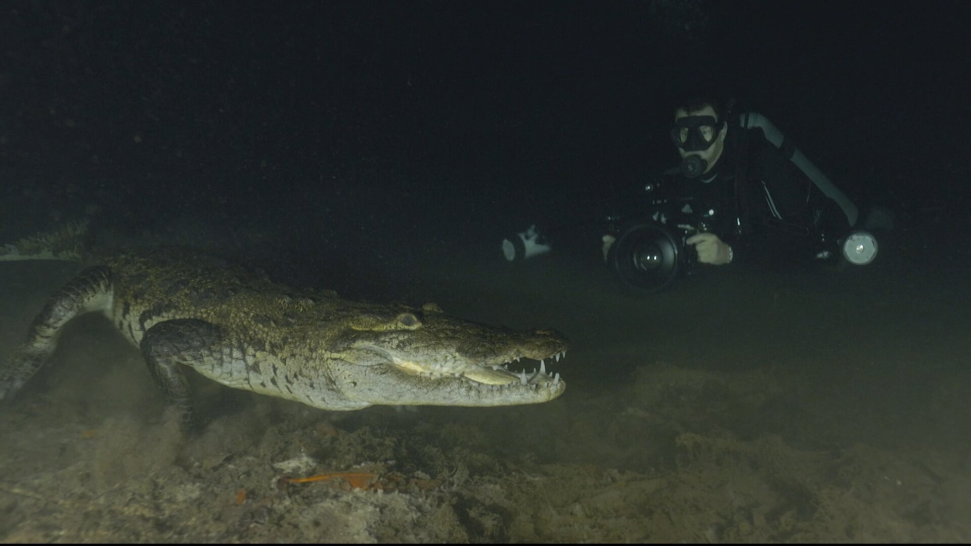 It's a photo of a crocodile underwater in a cenote at night. He's close to a photographer who does scuba diving.