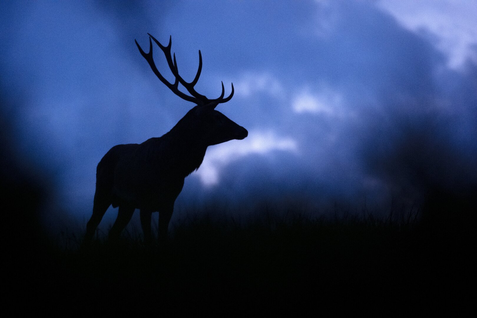 It's a photo of a very beautiful deer almost at dark. Clouds and sky are almost blue. He's standing above me and we can see only his silhouette.