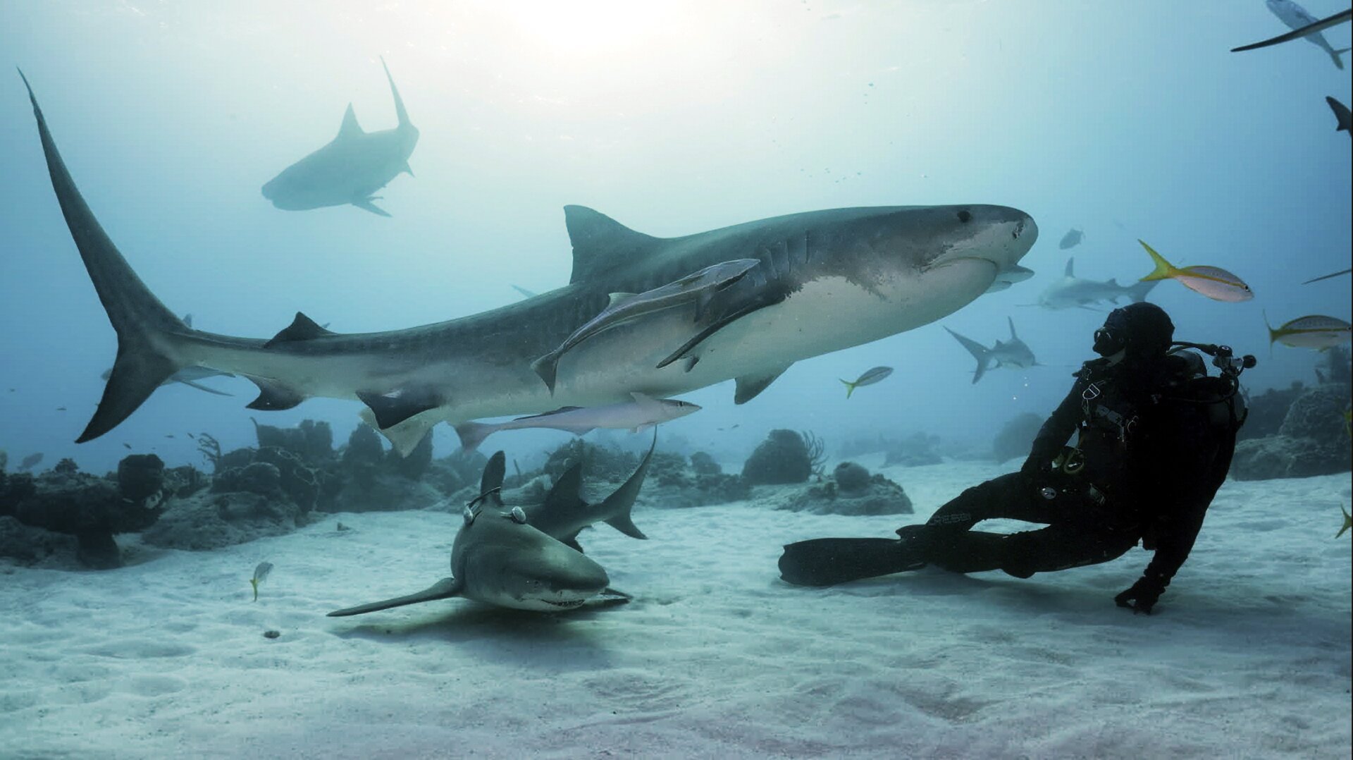 It's an image of a female Tiger shark in front of a scuba diver. We can mesure clearly the size of the animal in front of the diver. The water is crystal clear.