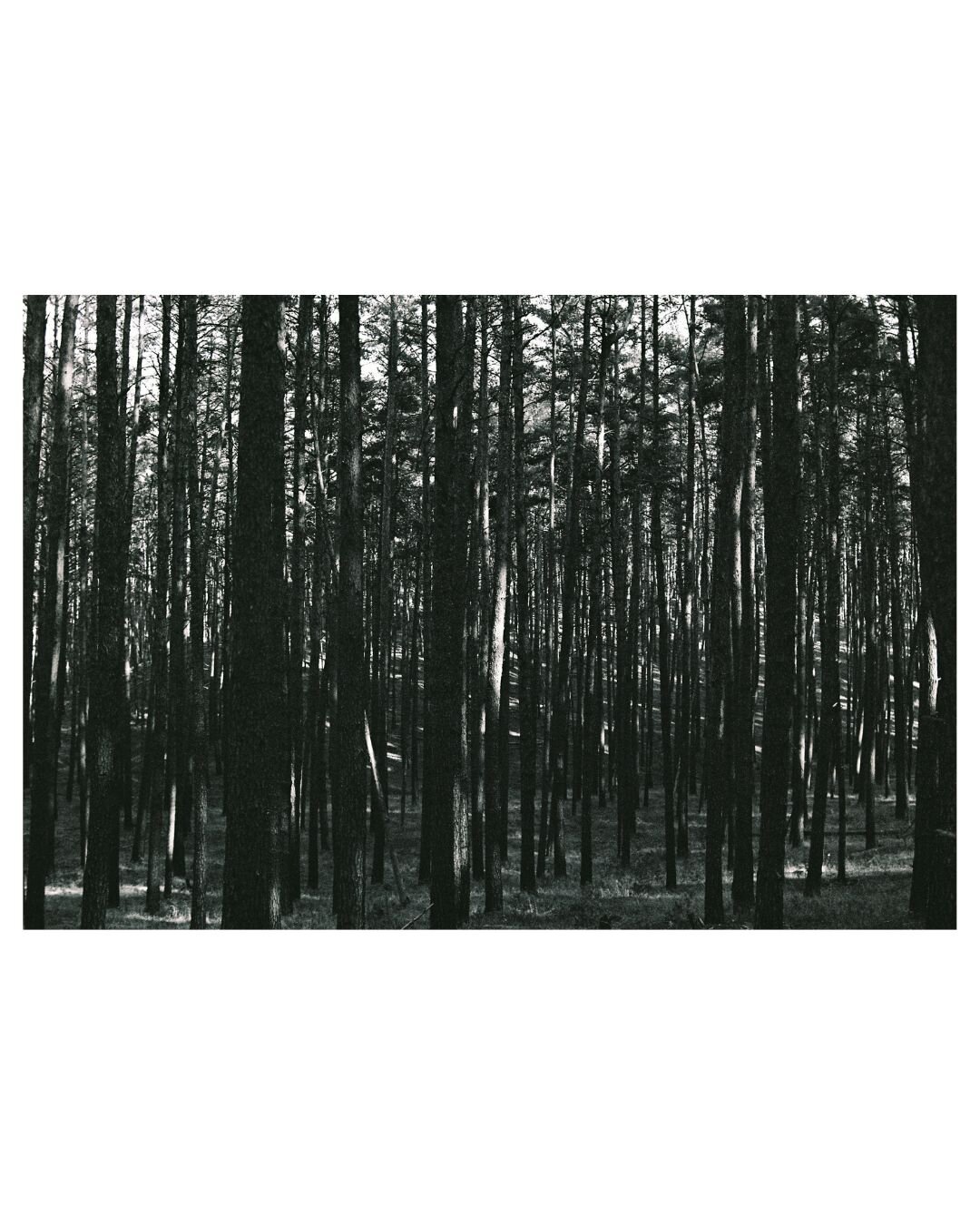 black and white photograph with strong contrasts, showing a forest with vertical lines of black trees crossing the whole frame, white sky pressing through at the top of the picture and diagnoal lines of light scrachting through the forest floor.