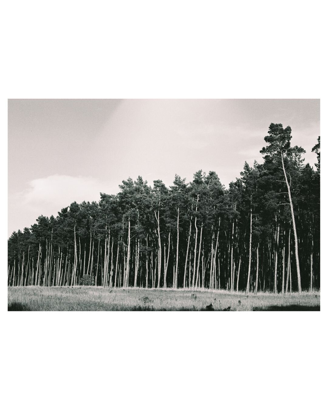black and white photo of the edge of a monocultural forest