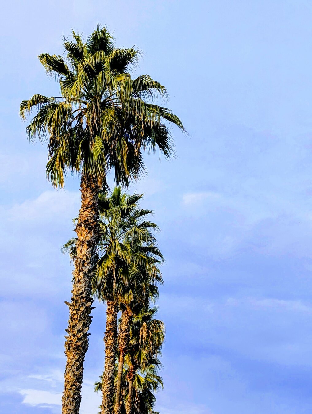 The image shows four palm trees in a row against a blue sky with some clouds. The sun appears to be shining from the left, as the left side of the trees is brighter than the right.