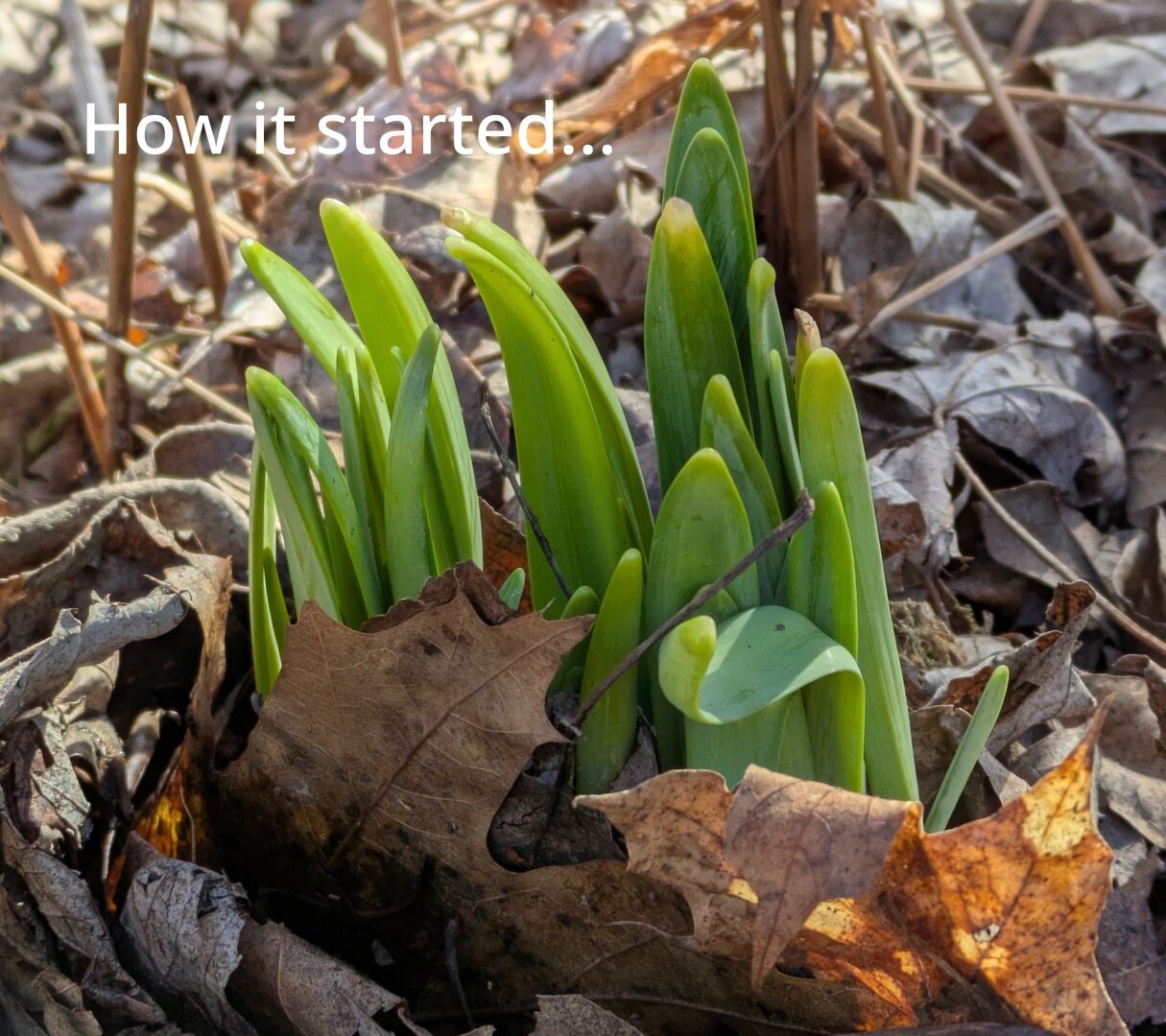 Plants beginning to sprout in early spring, with a caption "How it started..."