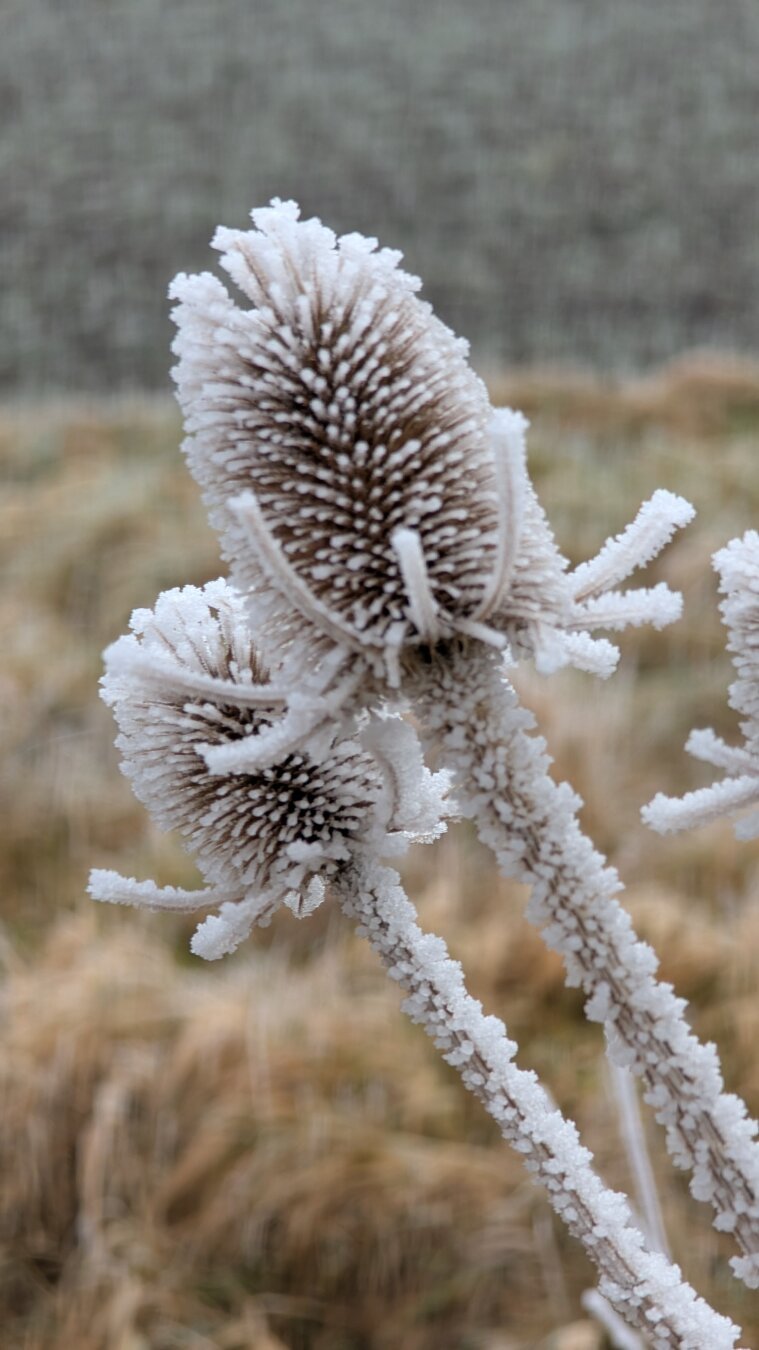 2 thistle heads covered with frost