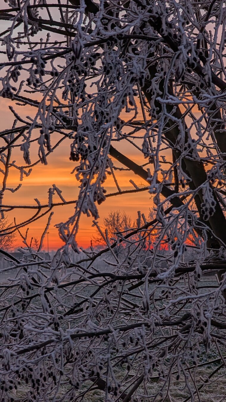 Sonnenaufgang an einem kalten Morgen, durch due kahlen Äste eines Baumes fotografiert. Alles ist orange und weiß und schwarz.