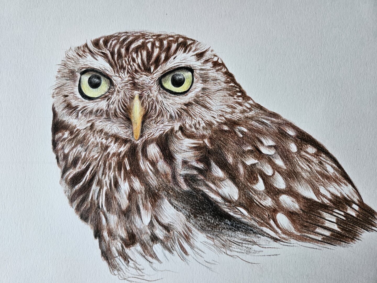 Drawing of a owl