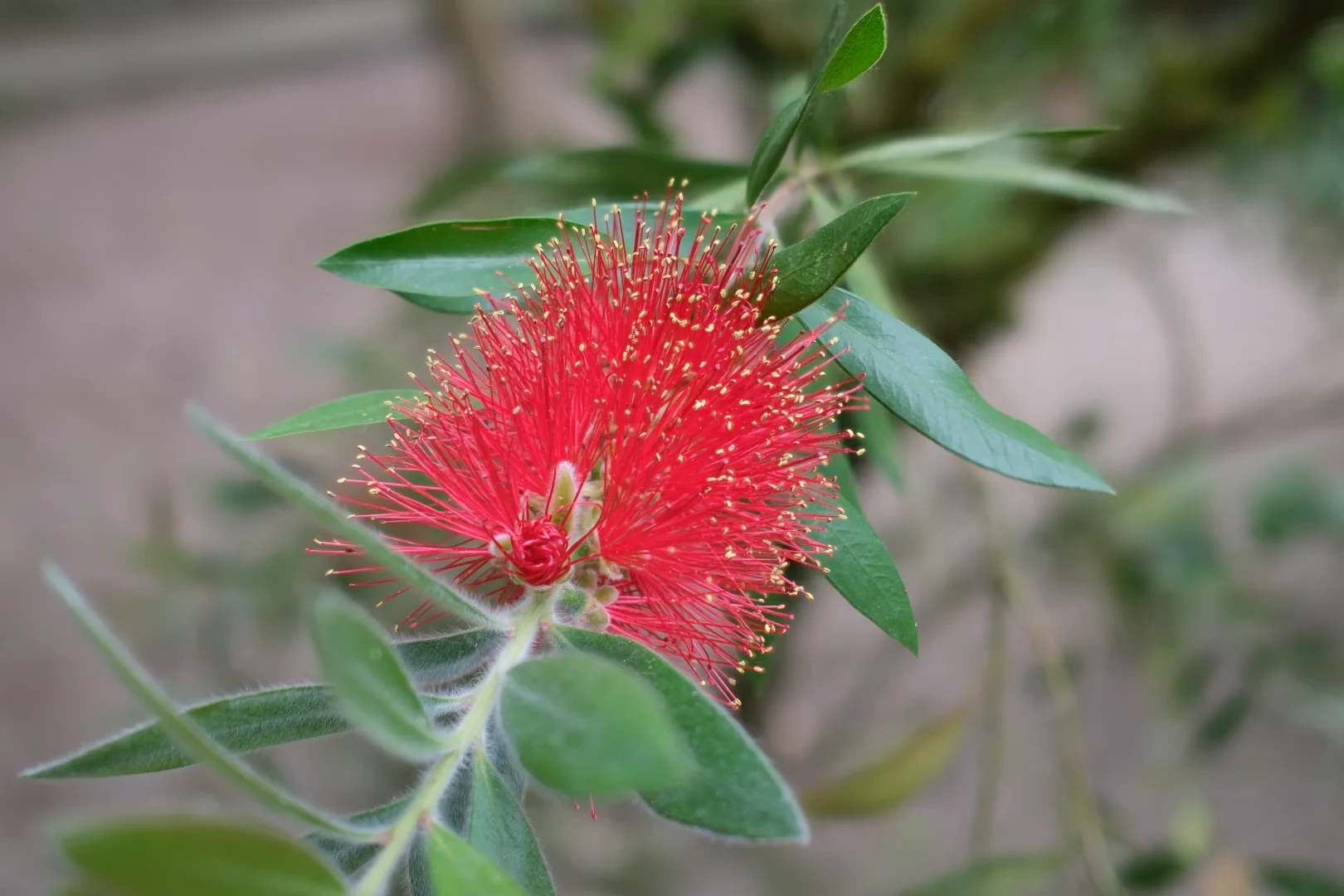 A red plant called Bottlebrush