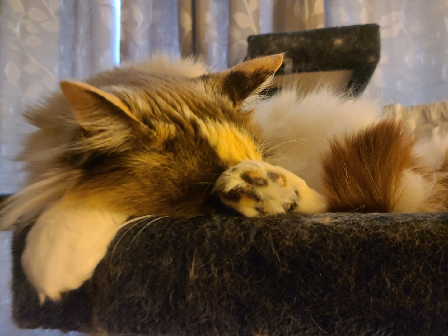 A siamese mix cat sleeping on a blue platform with her toe pads showing. Behind her nondescript.curtains serve as a back drop
