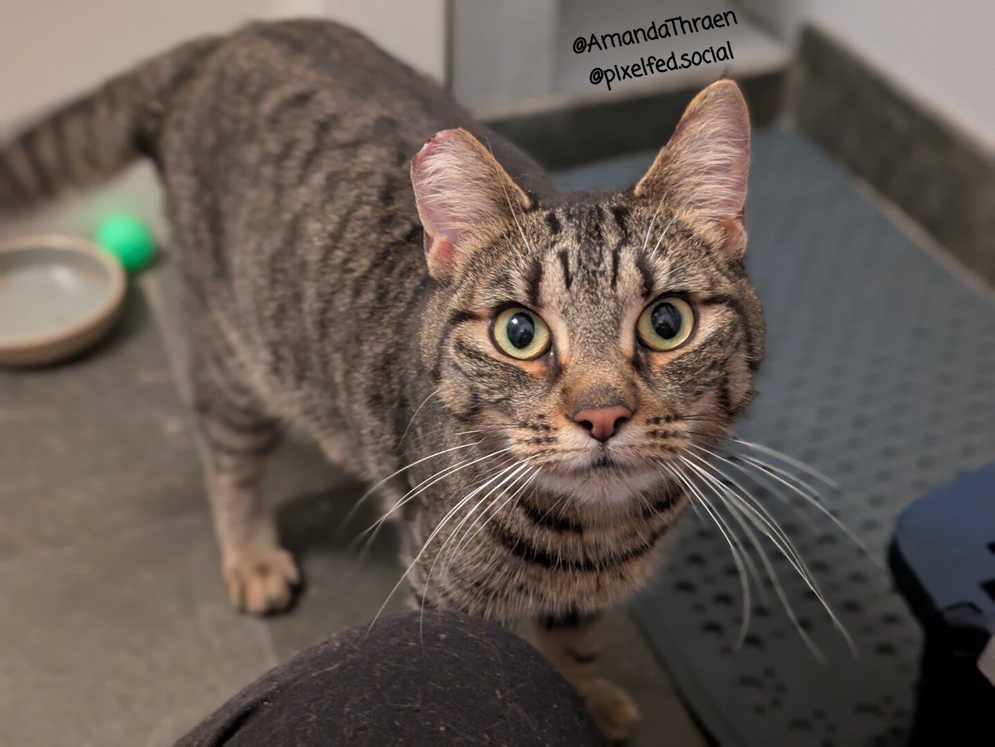 A brown tabby cat standing up and looking into the camera.