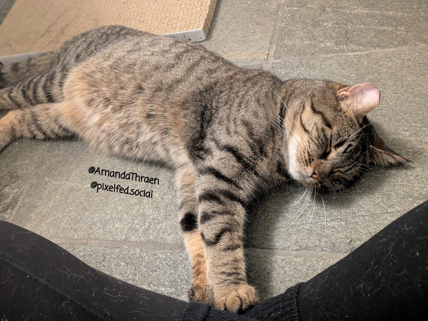 A brown tabby cat lying on her side with her eyes closed and her front paws resting against her human's crossed legs.