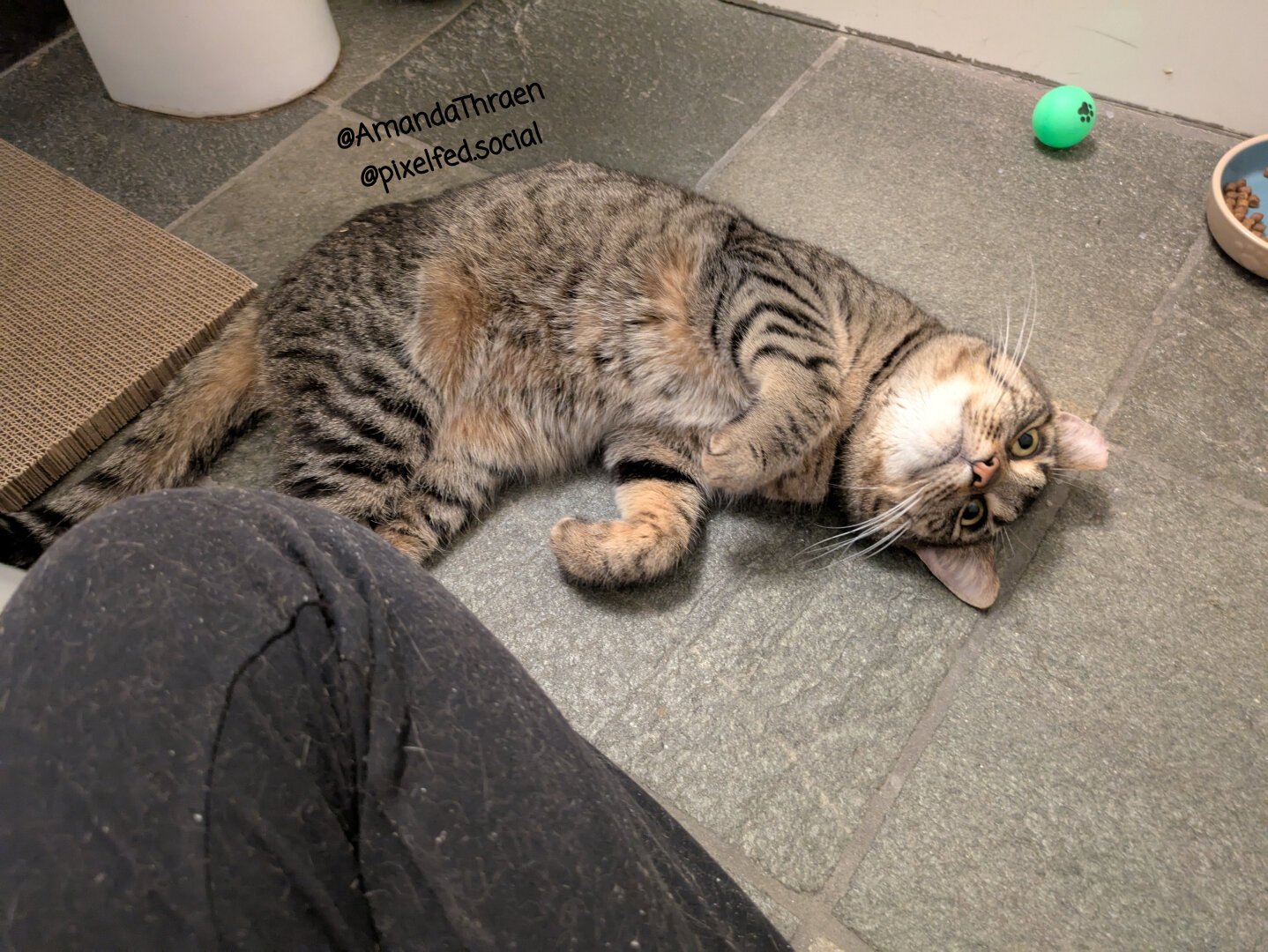 A brown tabby cat lying on the ground with her belly partially exposed.