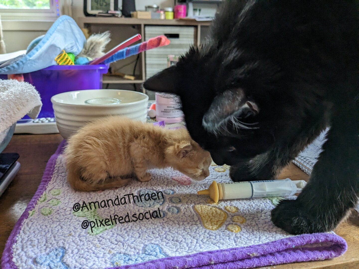 An adult black cat and three week old orange tabby kitten, both inside a popup kennel. The adult cat is lying down on the right side of the image, looking at the kitten. The kitten is on the left side of the frame, with one paw hanging over the unzipped doorway, possibly in motion as it tries to walk out.