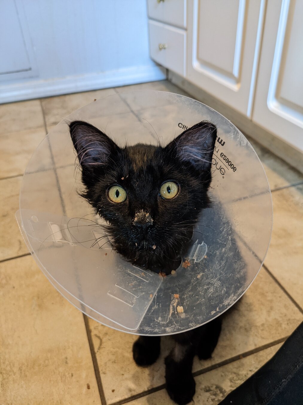 A fluffy black kitten sitting upright and looking wide eyed at the camera. The kitten is wearing a clear plastic cone around its head/neck, and has bits of food all over the cone and its face, especially its nose.