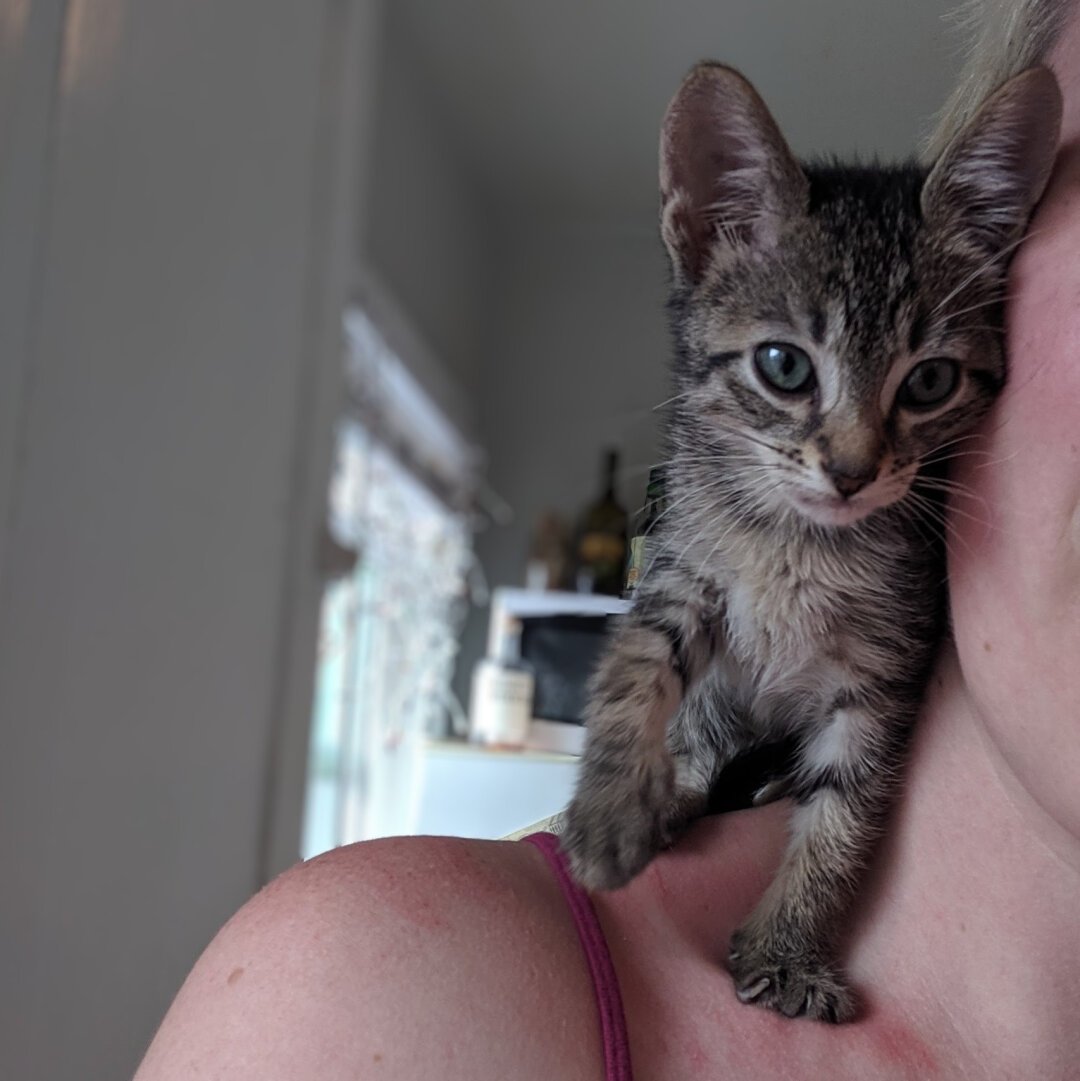 A brown tabby kitten standing on a person's shoulder.