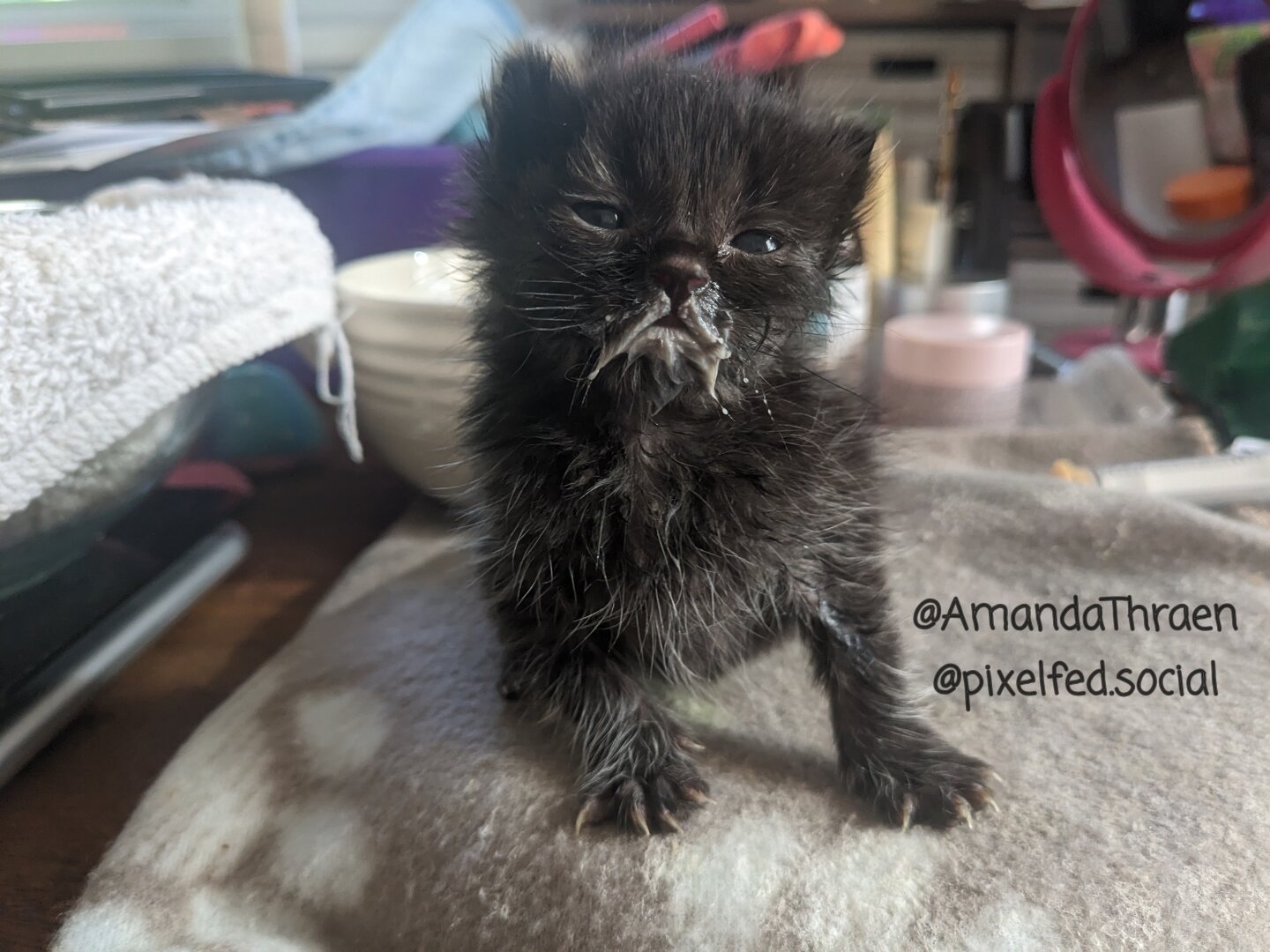 A two week old kitten sitting upright with a "milk mustache". The fur on its face is mostly black. On the rest of it's body, there are many white hairs mixed in with black hairs, giving it a greyer appearance. The kitten's mouth is very slightly open, and it is looking at the camera with half open eyes. The kitten is sitting on a white towel, and the background is out of focus, but appears lit by daylight.