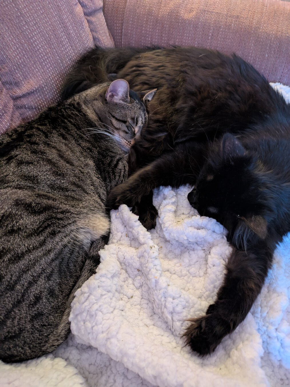 Two cats lying asleep on a white sherpa blanket on a couch, slightly cuddling. A brown tabby is resting his head on the hips or rear legs of a black cat.