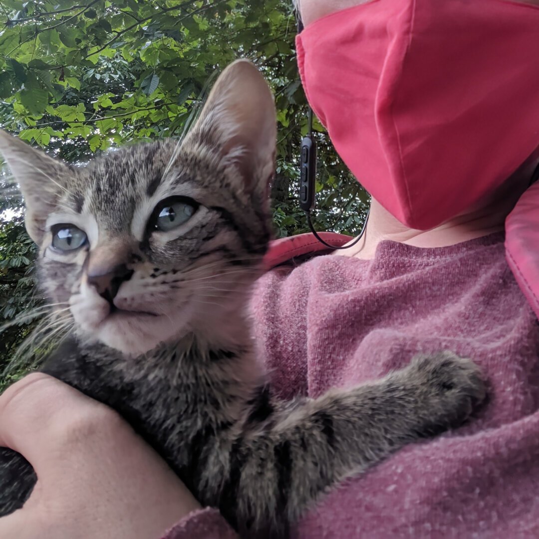 A tightly cropped photo of a brown tabby kitten being held up against a person's chest.