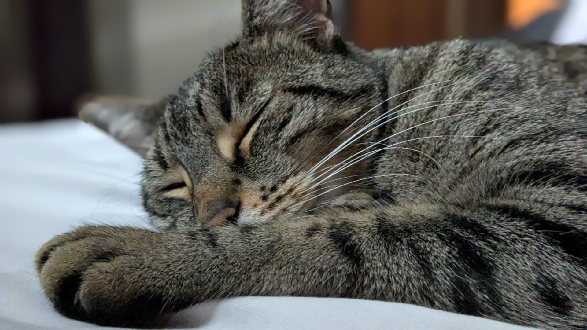 A close up photo of a brown tabby cat sleeping. The cat's eyes are closed and one of its paws is visible between its head and the camera.