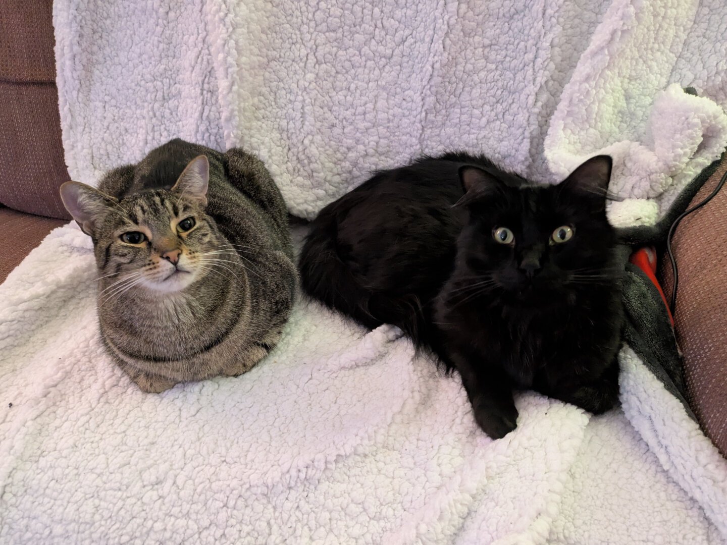 Two cats, both looking at the camera, lying side by side on a white sherpa blanket on a couch. On the left is a short hair brown tabby. On the right is a long hair black cat.