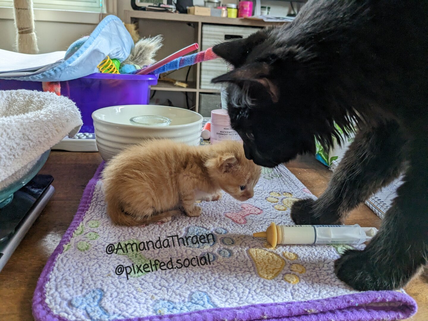 An adult black cat and two week old orange tabby kitten, both on a purple blanket on a coffee table. The adult cat is on the right side of the frame, with only it's front legs and head visible. It is standing with it's head bent down to sniff the kitten, which is slight left of center in the frame. The kitten is in a "crouching" position, facing the other cat. There is a syringe with a nipple on it, about half full of milk sitting between the adult cat's paws, and the kitten appears to be looking at the syringe.