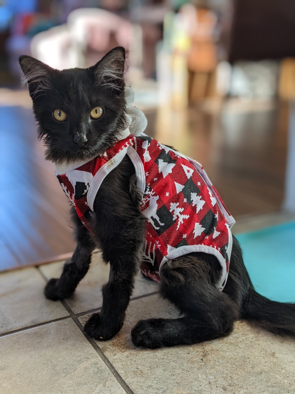 A fluffy black kitten sitting upright and wearing a red, white, and black, winter patterned "recovery suit". The kitten is looking confidently towards the camera.